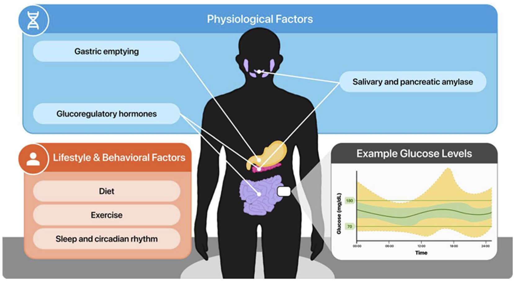 Physiological factors (gastric emptying, glucoregulatory hormones, amylase) and lifestyle factors (diet, exercise, sleep) shaping glucose levels measured by continuous glucose monitoring.