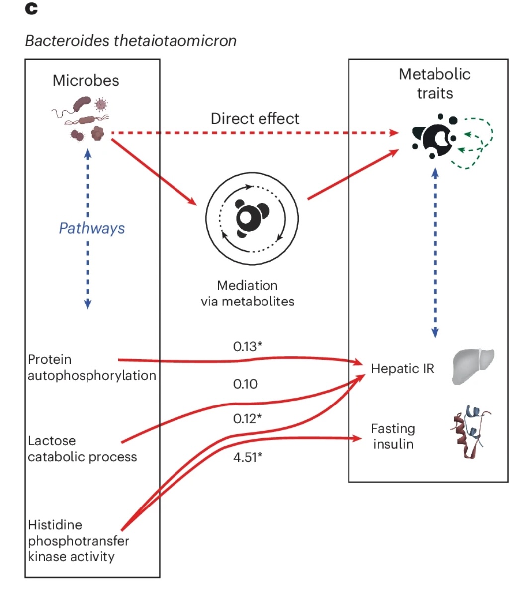 Microbial pathways influencing metabolic traits such as hepatic insulin resistance and fasting insulin, directly and through metabolite mediation.