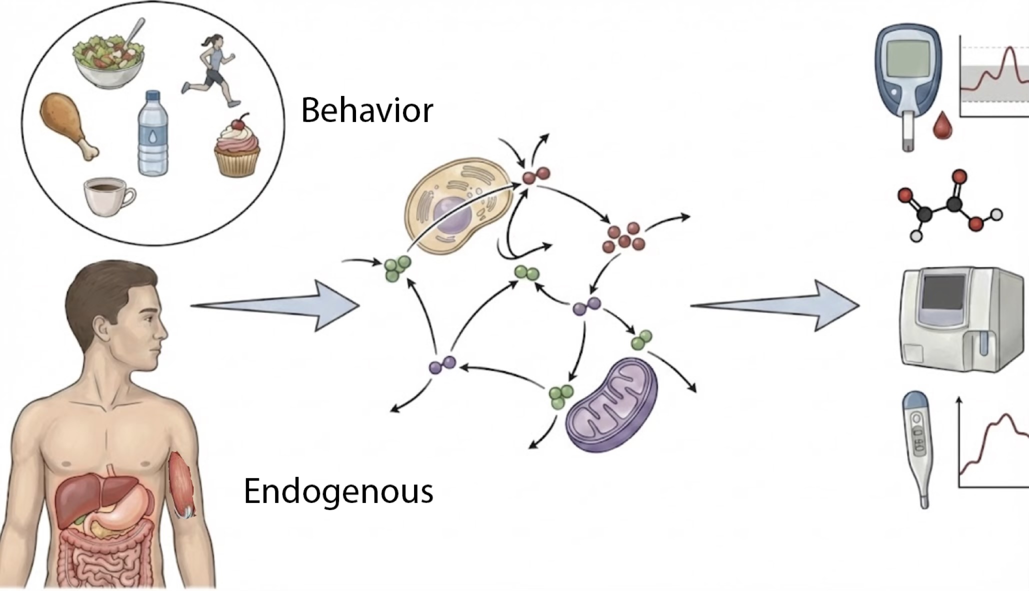 Overview of our research: behavior and endogenous physiology shape metabolic responses, which we profile with continuous monitoring, omics, and clinical measurements.